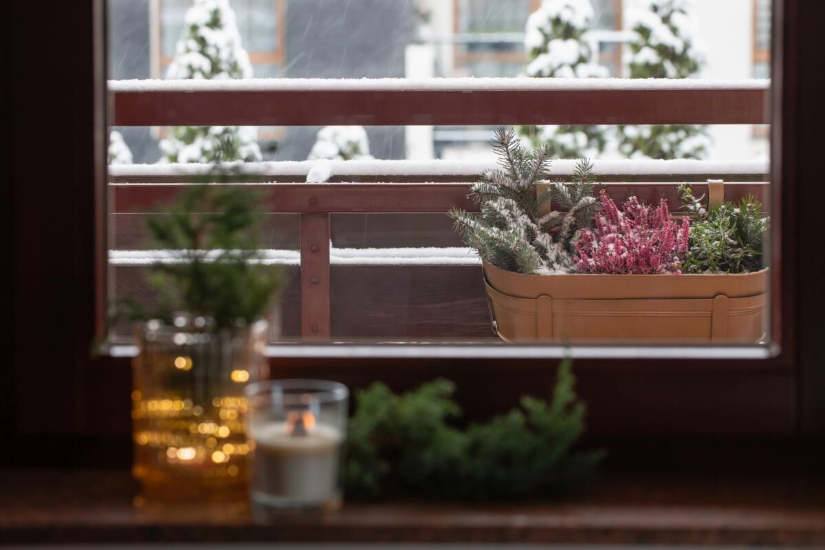 Balkon w zimie - rośliny