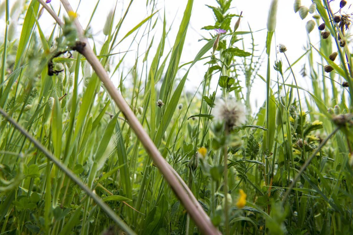 Wyrywanie chwastów przed wysiewem trawy